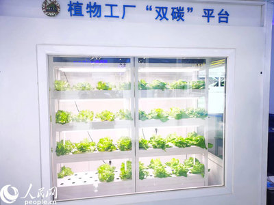 數字科技賦能現代農業 中關村科博會植物工廠展示創新成果